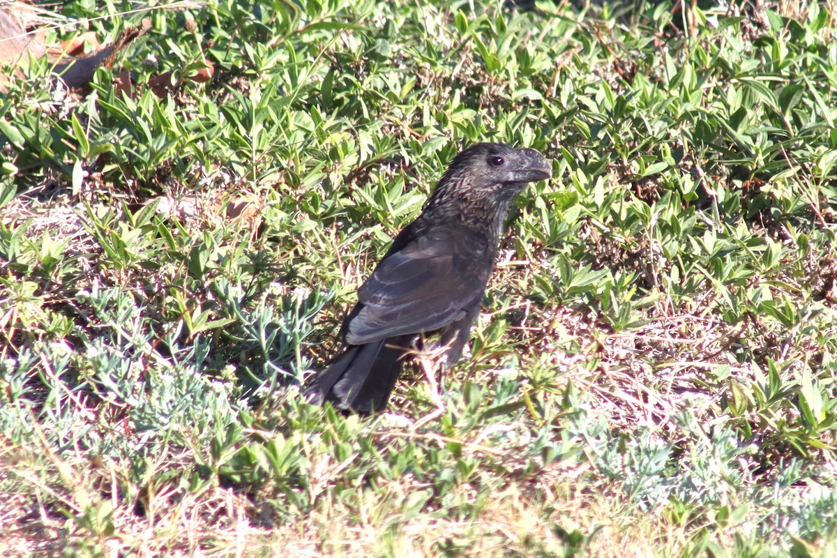 Smooth-billed Ani - ML551752961