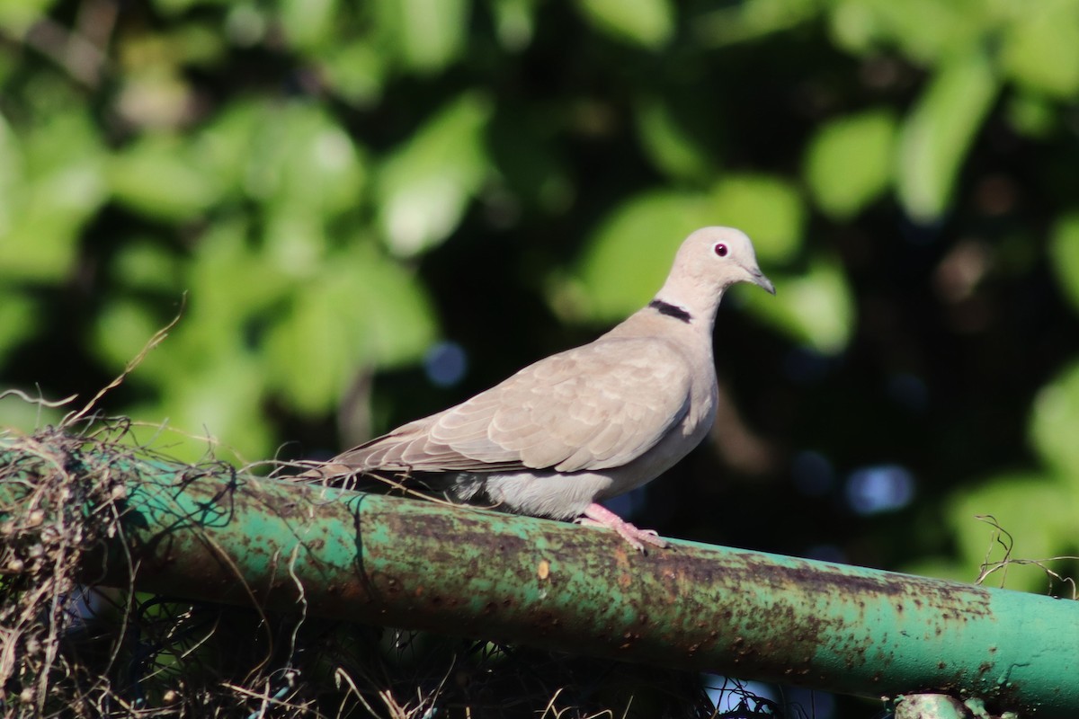 Eurasian Collared-Dove - Greg Laverty