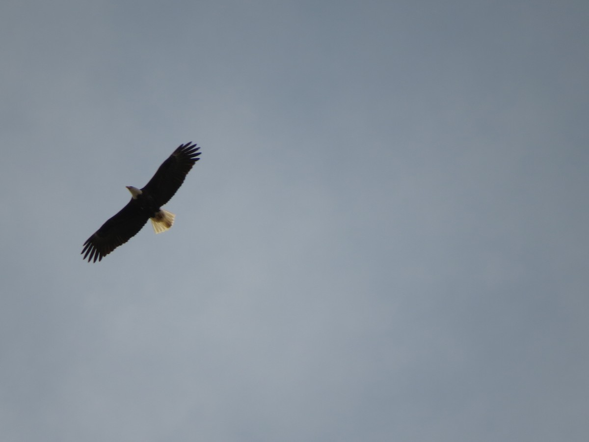 Bald Eagle - ML55175391