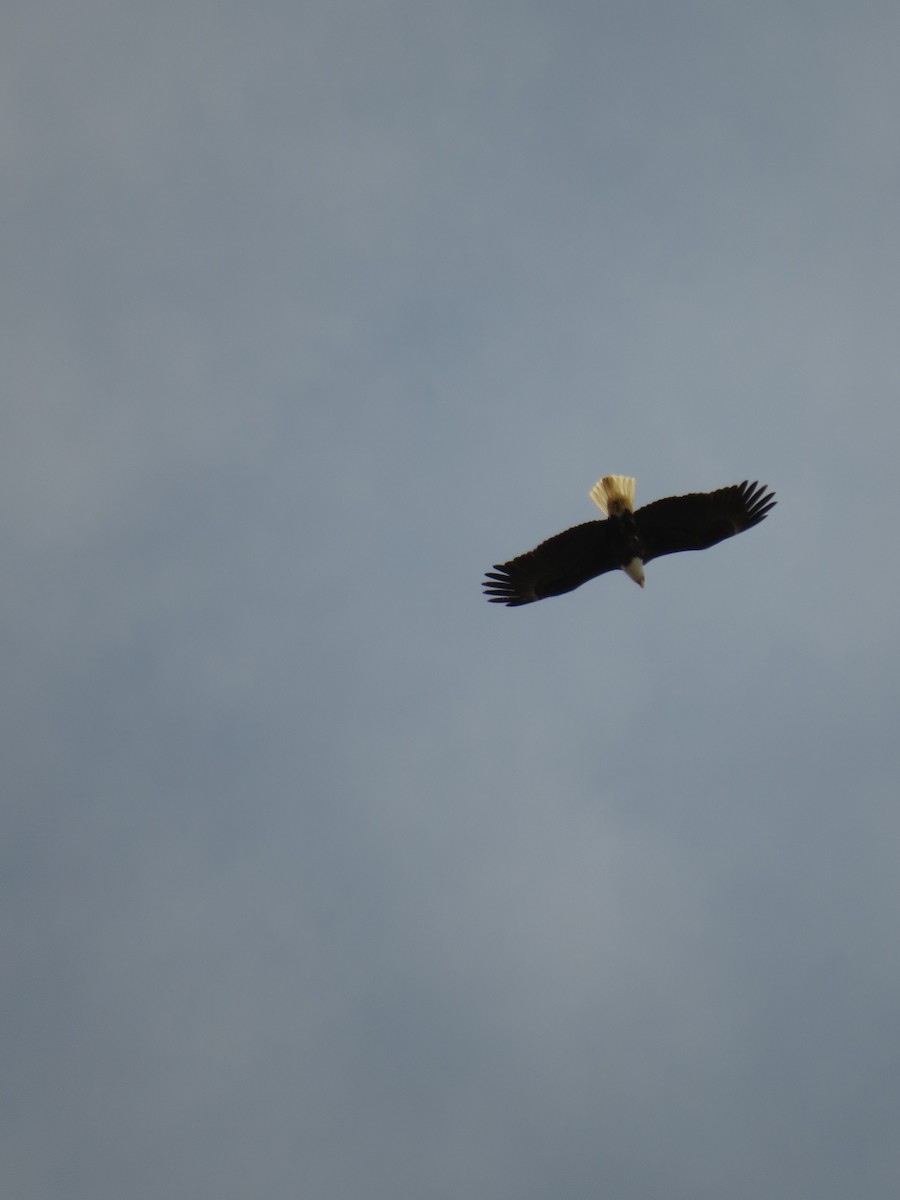 Bald Eagle - ML55175441