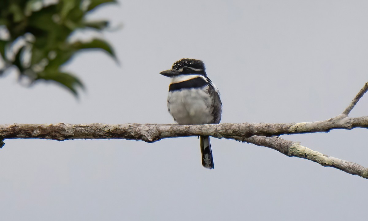 Pied Puffbird - ML551754521