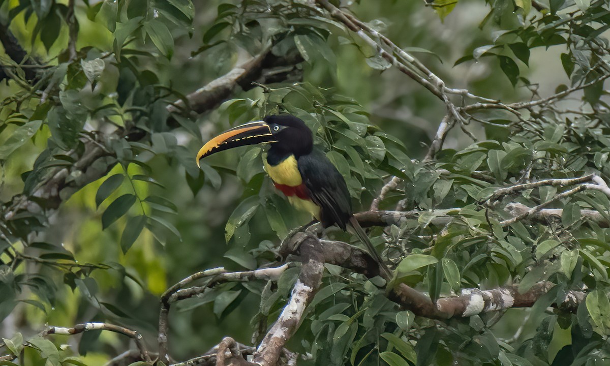 Chestnut-eared Aracari - ML551754661