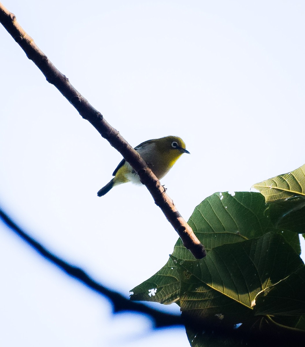 Lowland White-eye - ML55175471