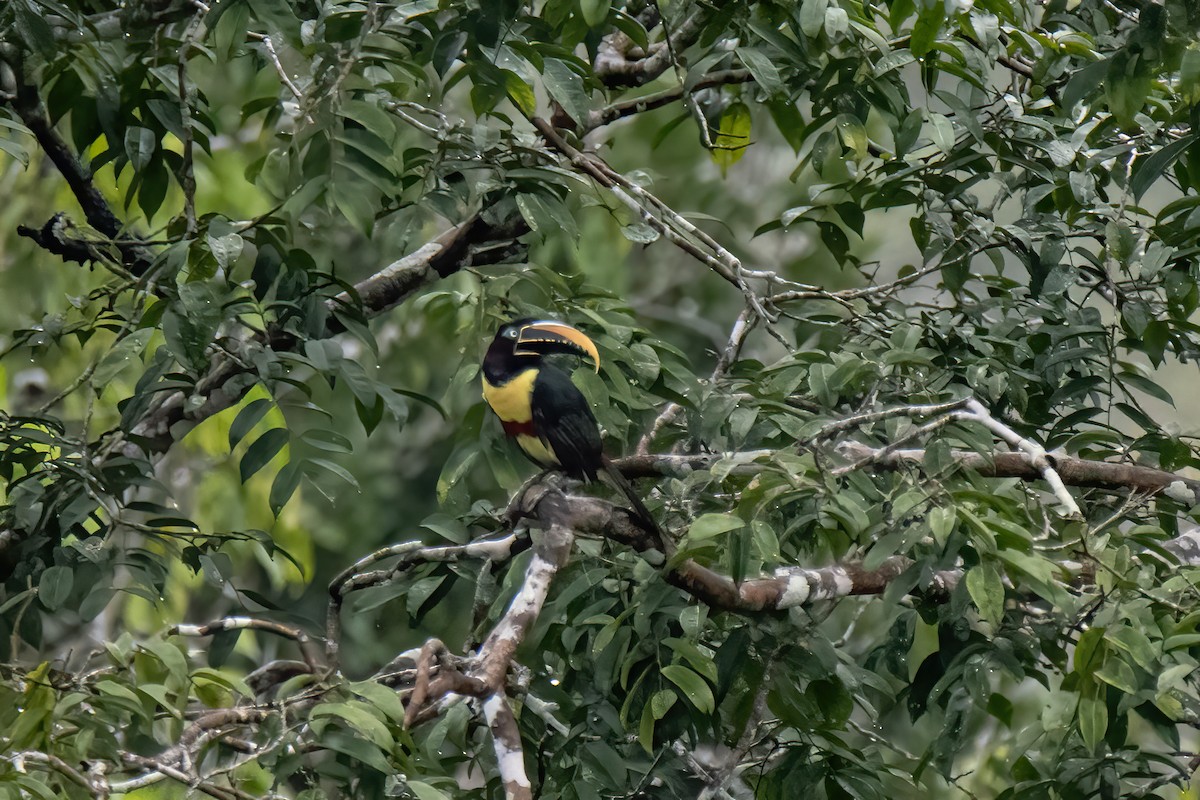 Chestnut-eared Aracari - ML551754771