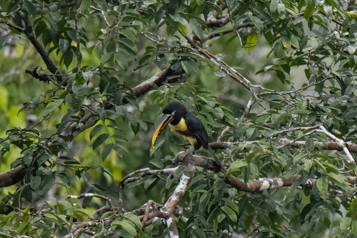 Chestnut-eared Aracari - ML551754881