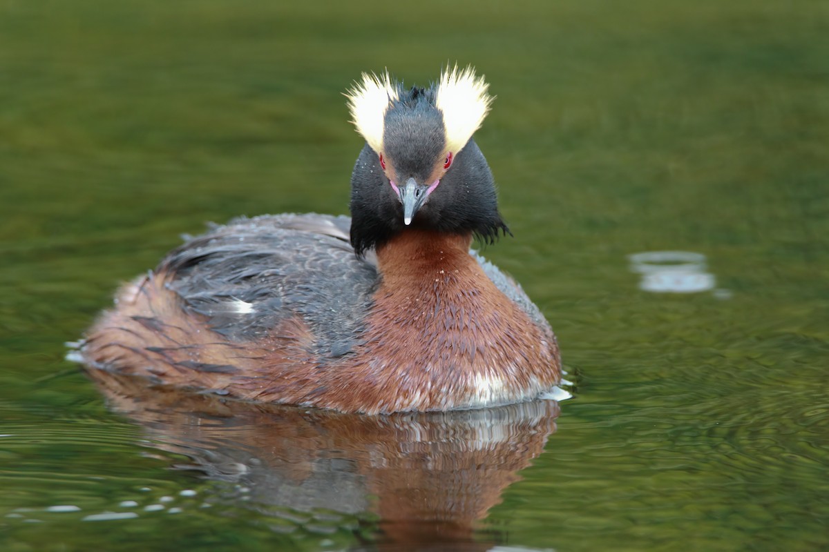 Horned Grebe - ML551755331