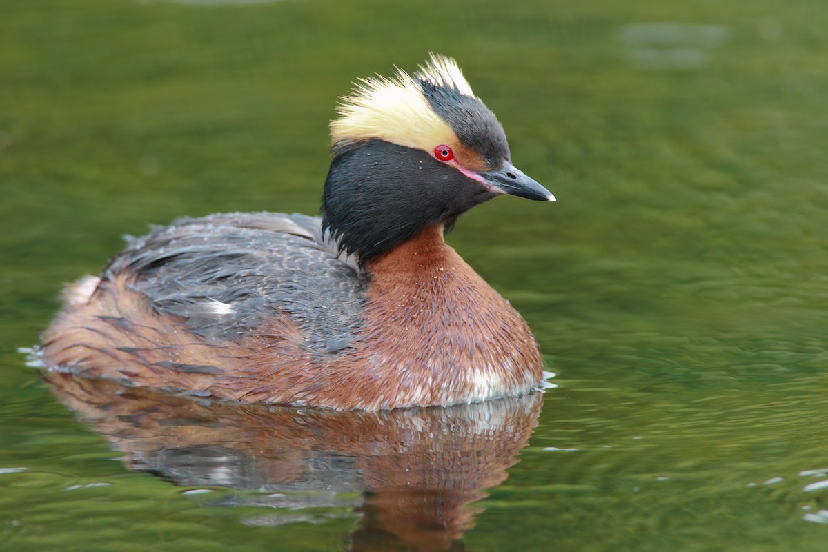 Horned Grebe - ML551755341