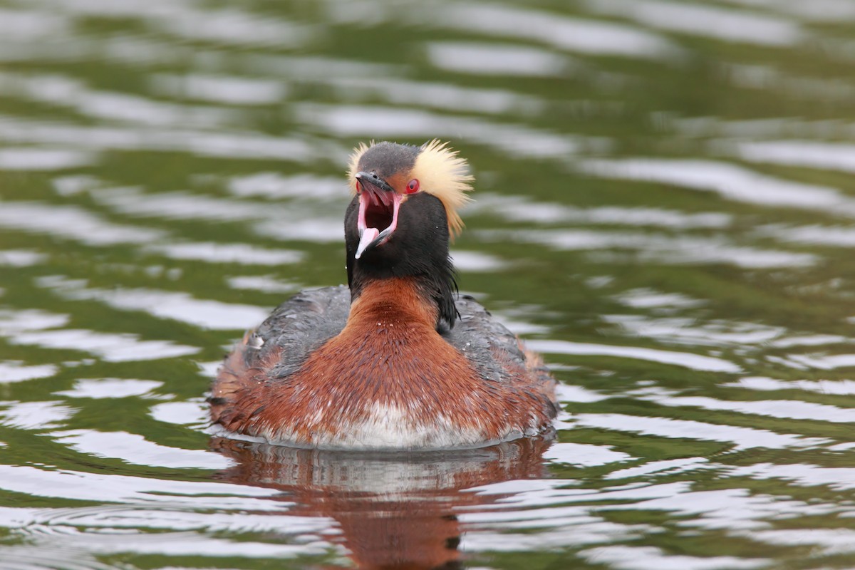 Horned Grebe - ML551755351