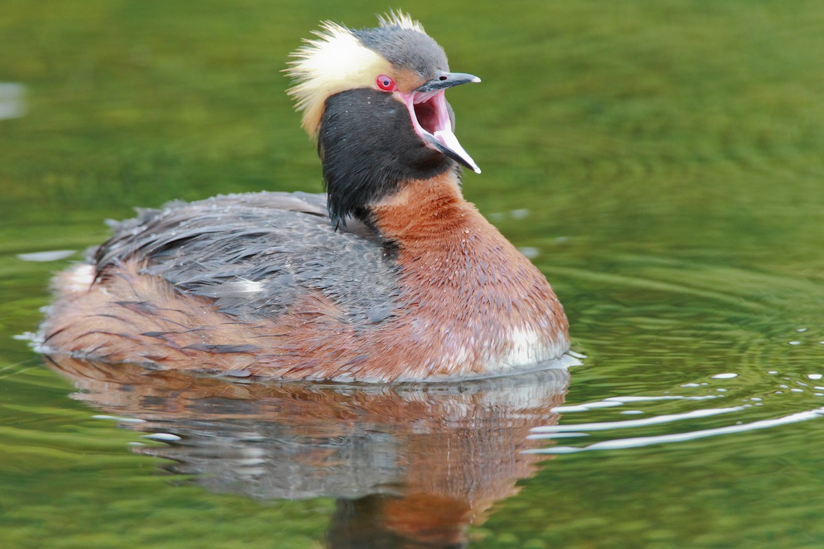 Horned Grebe - ML551755371