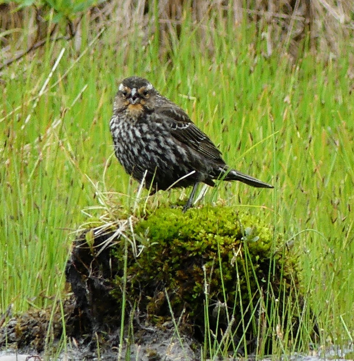 Red-winged Blackbird - ML551755891