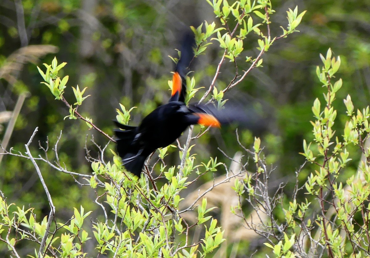 Red-winged Blackbird - ML551755901