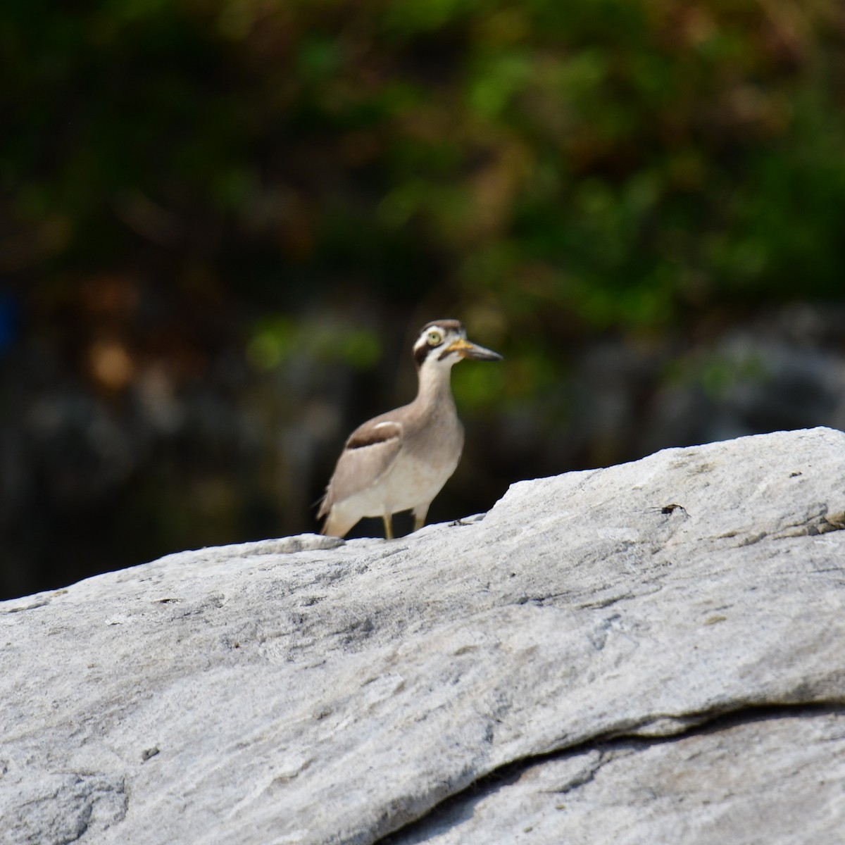 Great Thick-knee - ML551756071