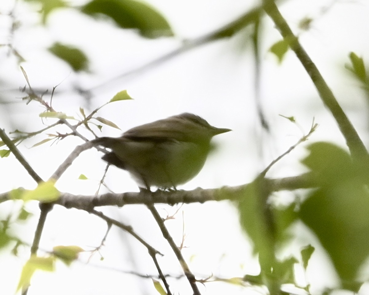 Red-eyed Vireo - ML551758451