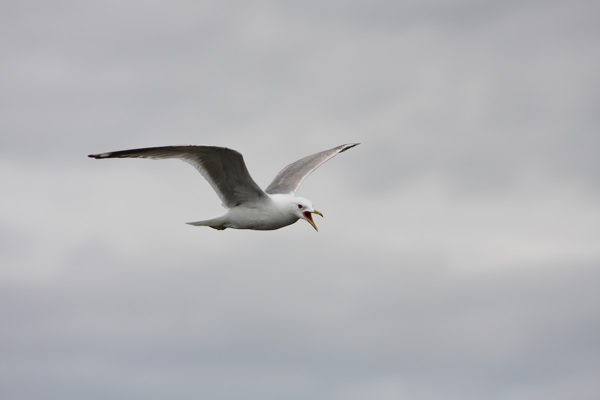 Short-billed Gull - ML551758791