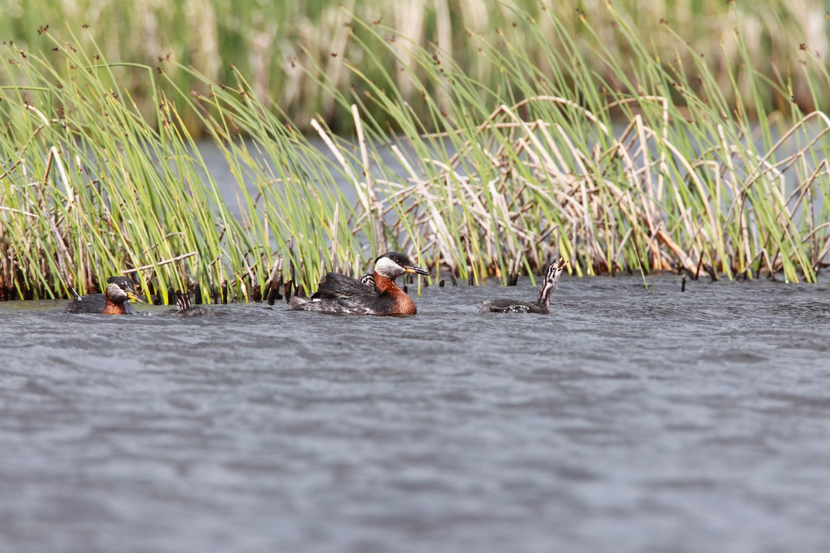 Red-necked Grebe - ML551759011