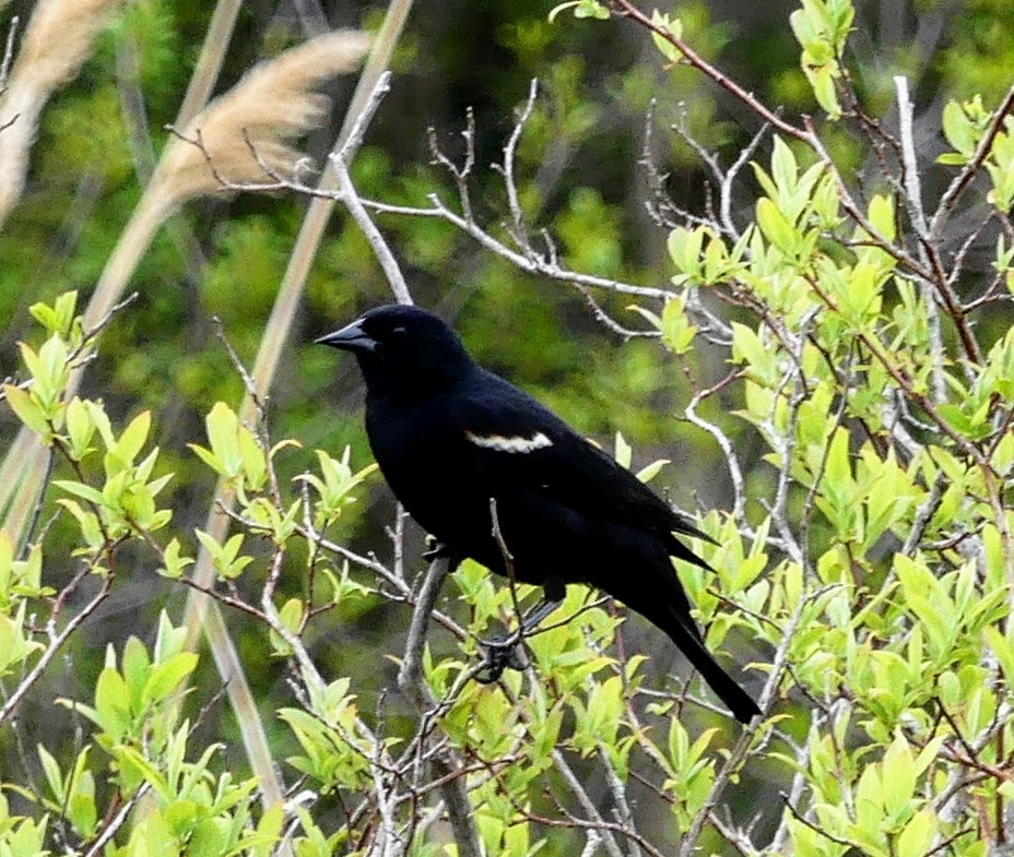 Red-winged Blackbird - ML551759581