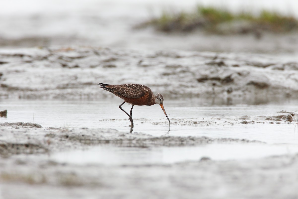 Hudsonian Godwit - ML551760301