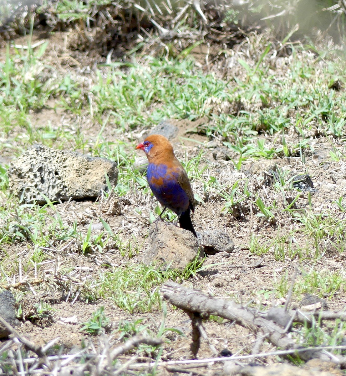 Purple Grenadier - ML551762121