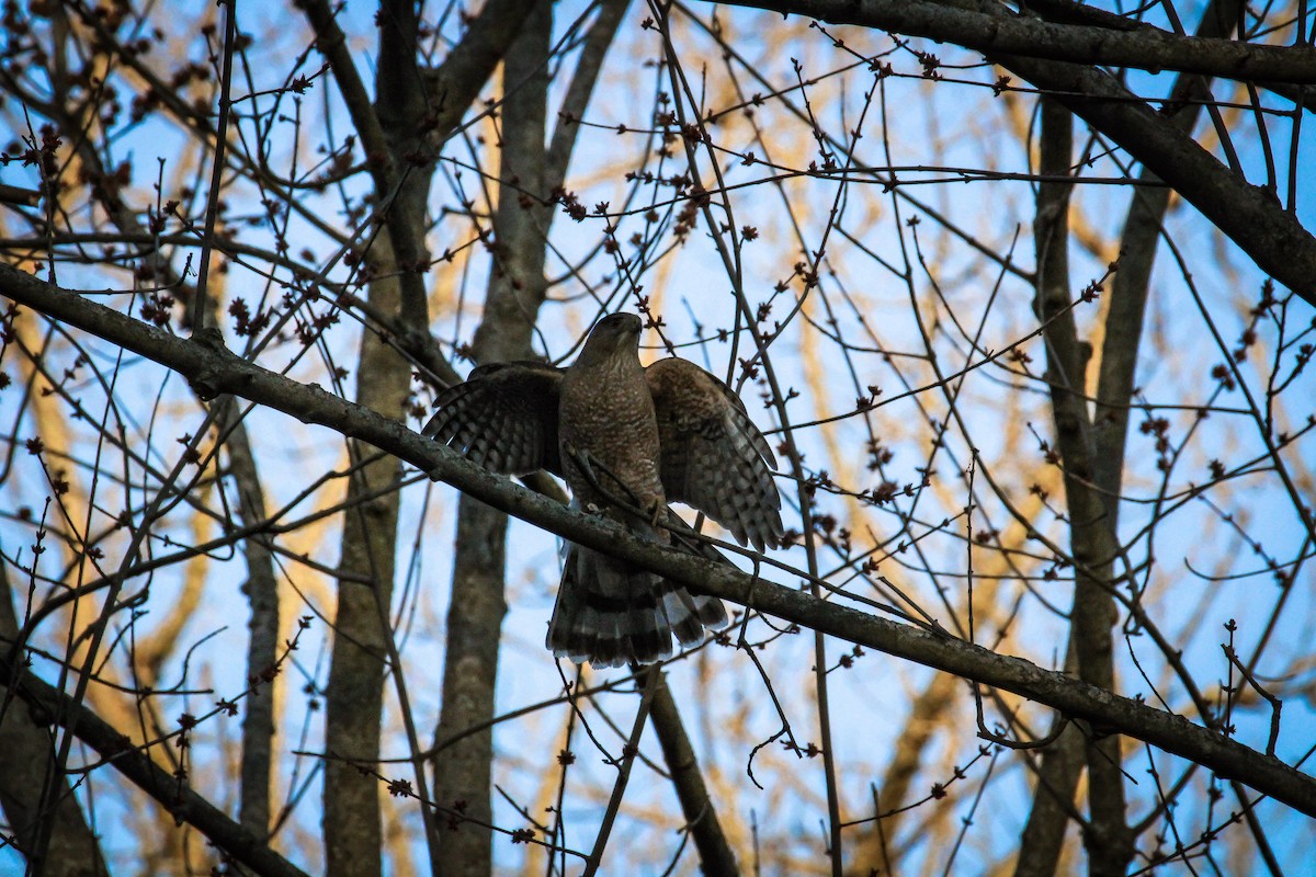 Cooper's Hawk - ML551762941