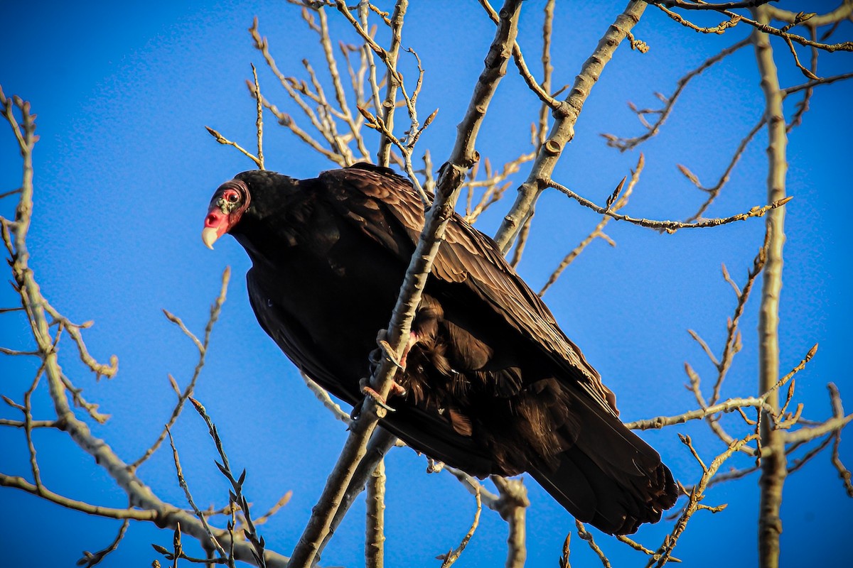 Urubu à tête rouge - ML551763101