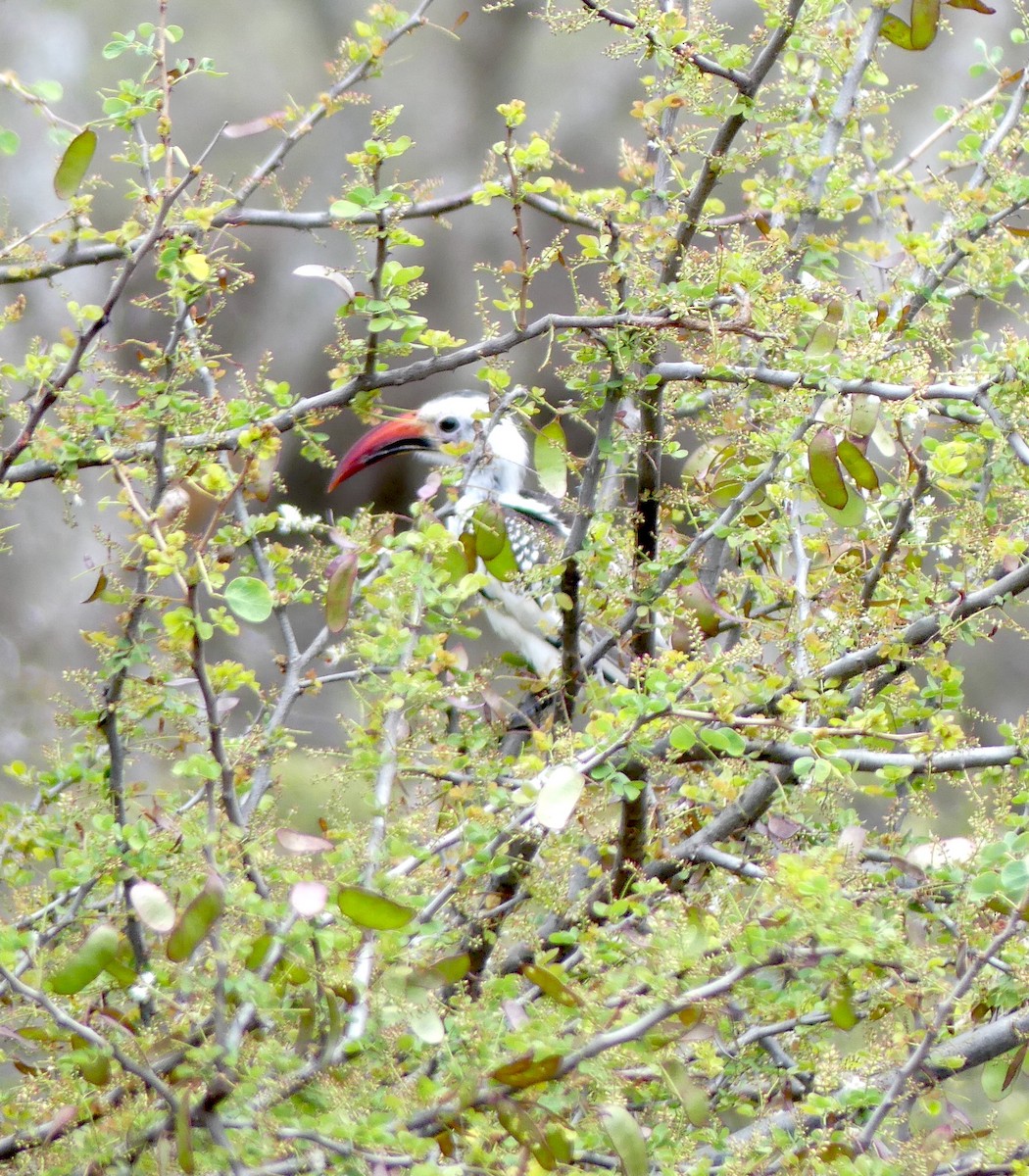 Northern Red-billed Hornbill - ML551763331