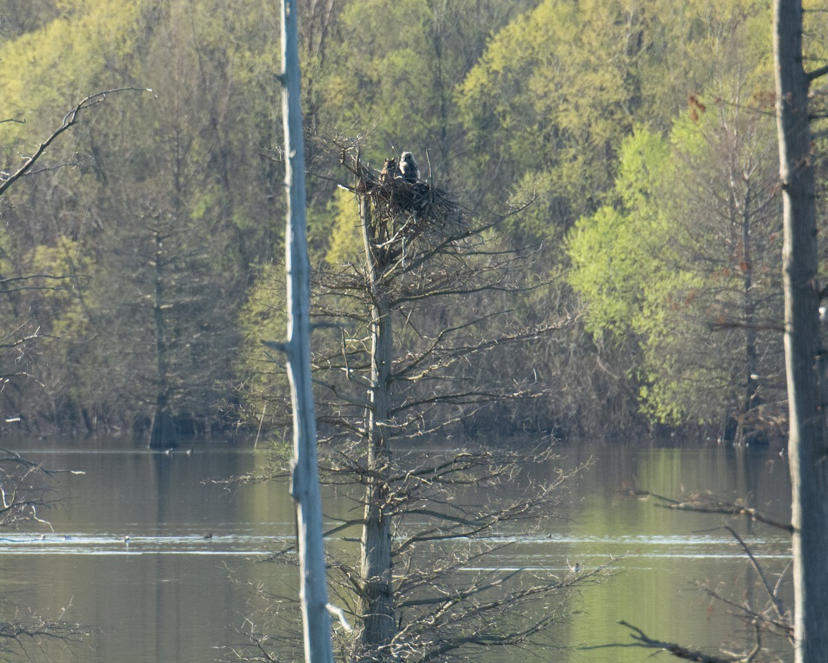 Great Horned Owl - ML551763841