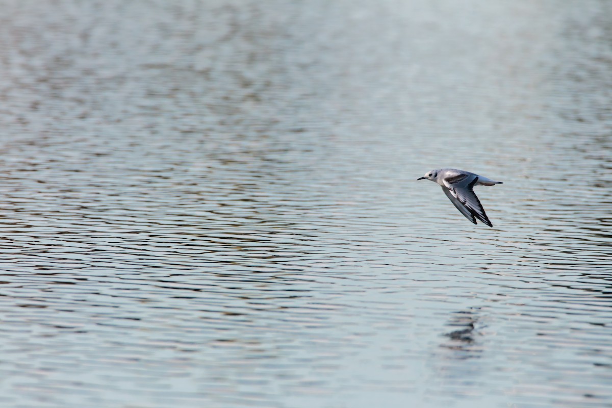 Bonaparte's Gull - ML551763861