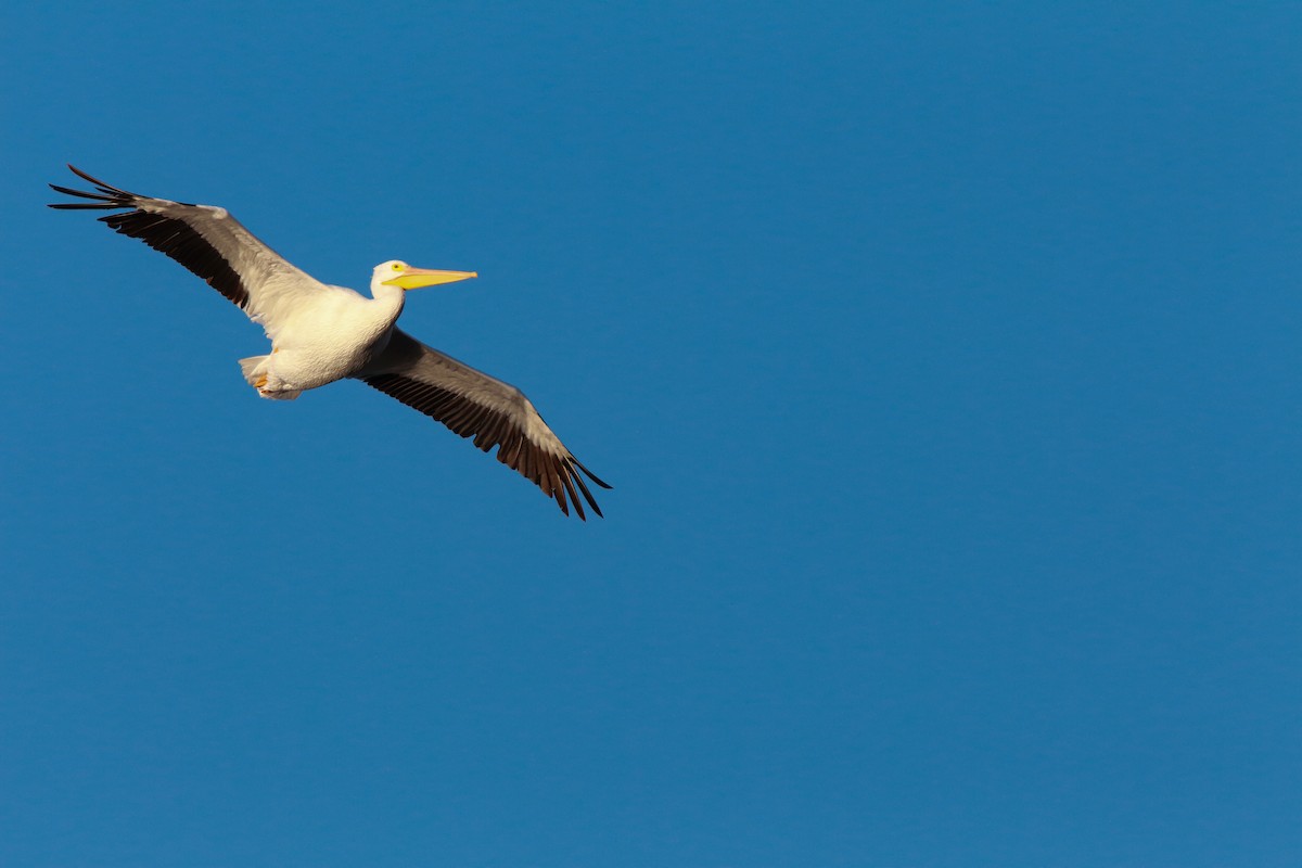 pelikán severoamerický - ML551764301