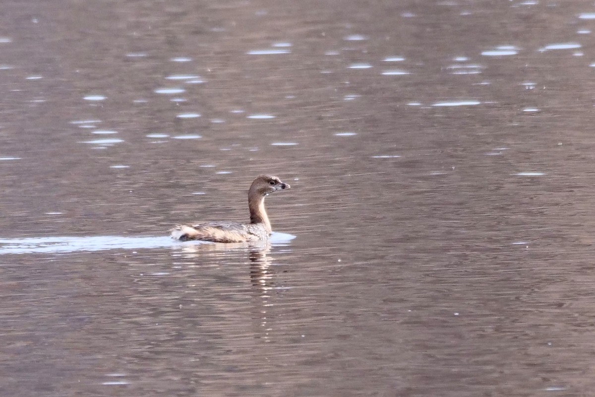 Pied-billed Grebe - Russ Smiley