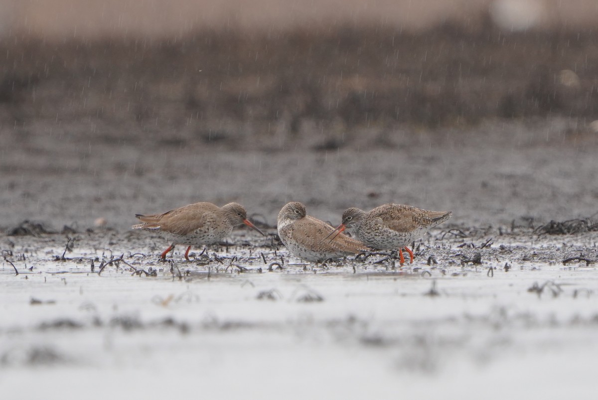 Common Redshank - Paweł Maciszkiewicz