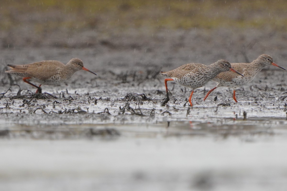 Common Redshank - Paweł Maciszkiewicz