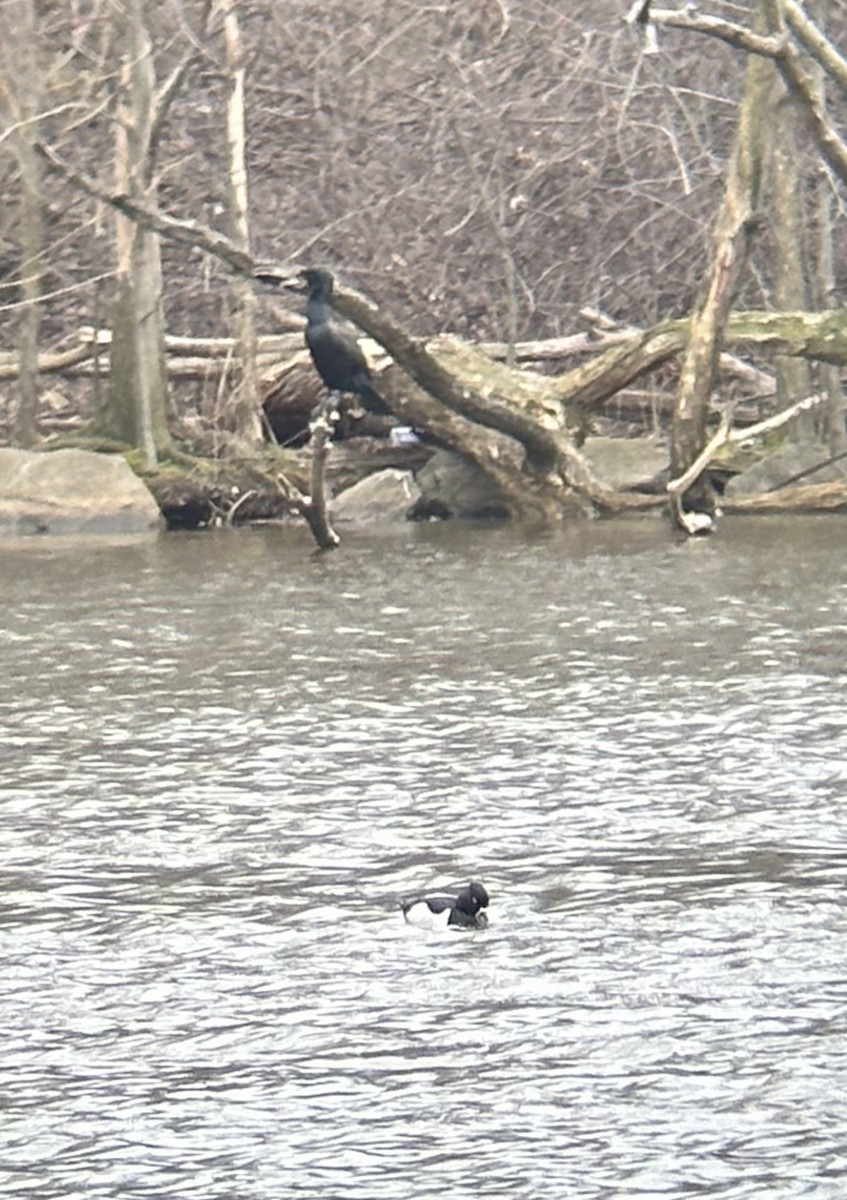 Double-crested Cormorant - ML551765411