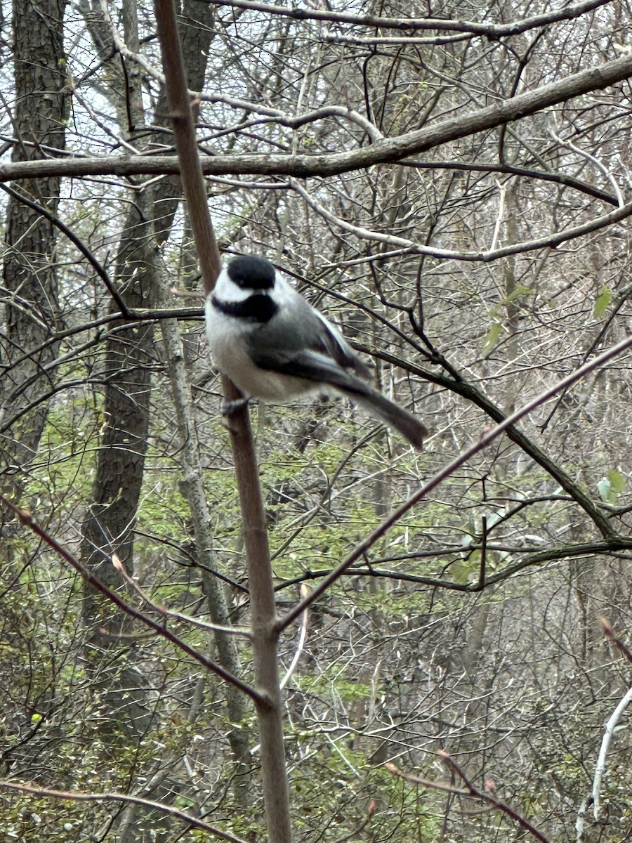 Black-capped Chickadee - ML551765521