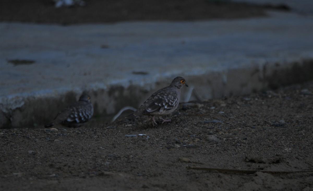 Bare-faced Ground Dove - ML551765641