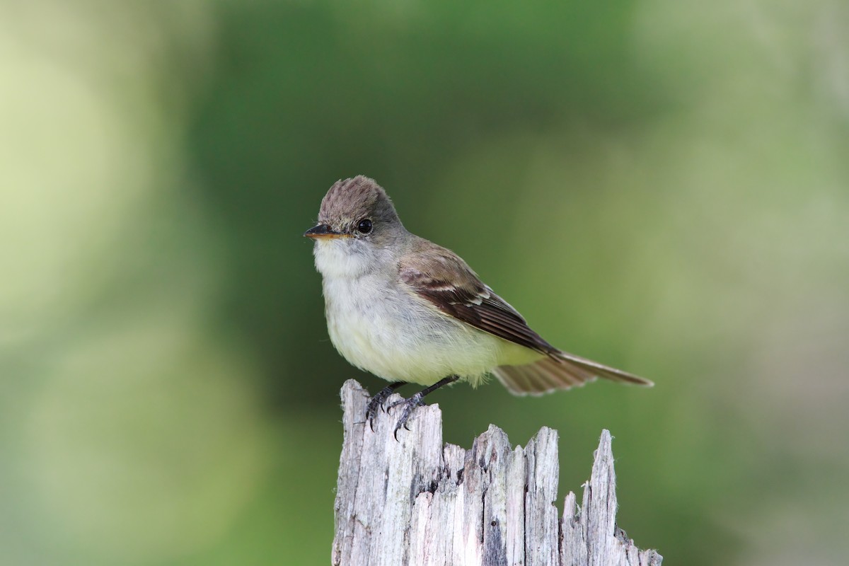 Willow Flycatcher - ML551766171