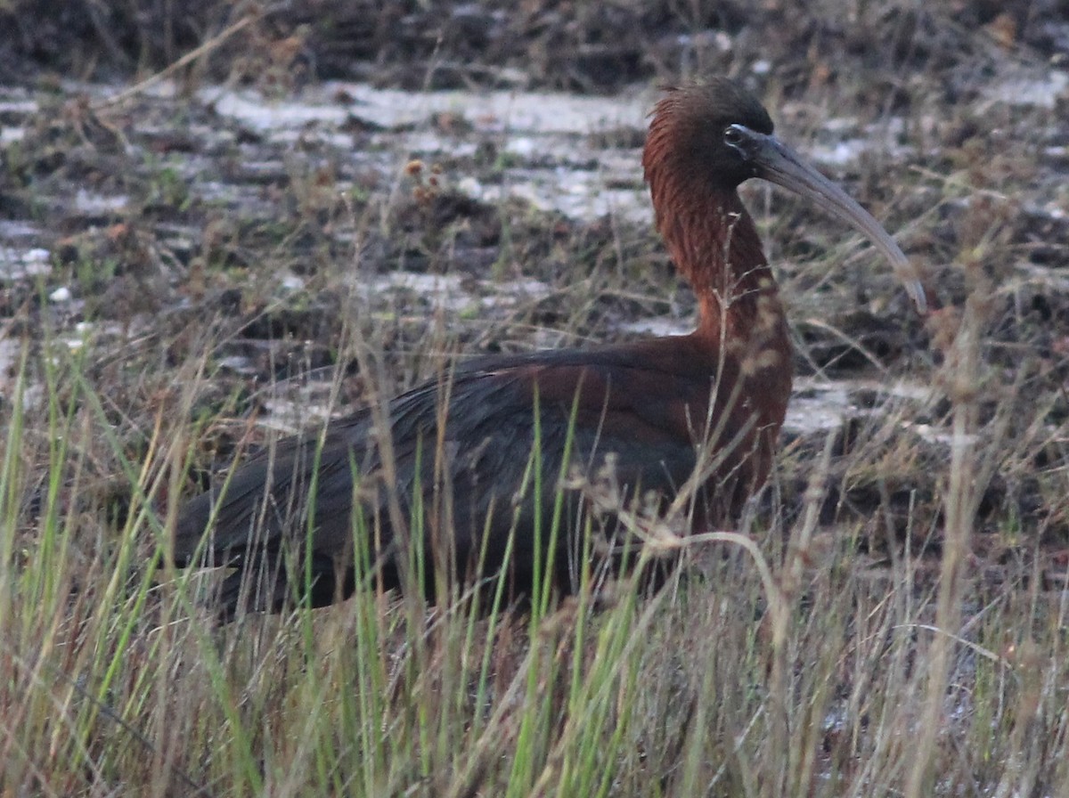 Glossy Ibis - ML55176661