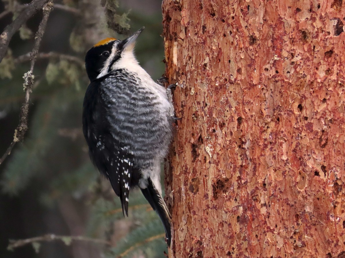 Black-backed Woodpecker - ML551766981