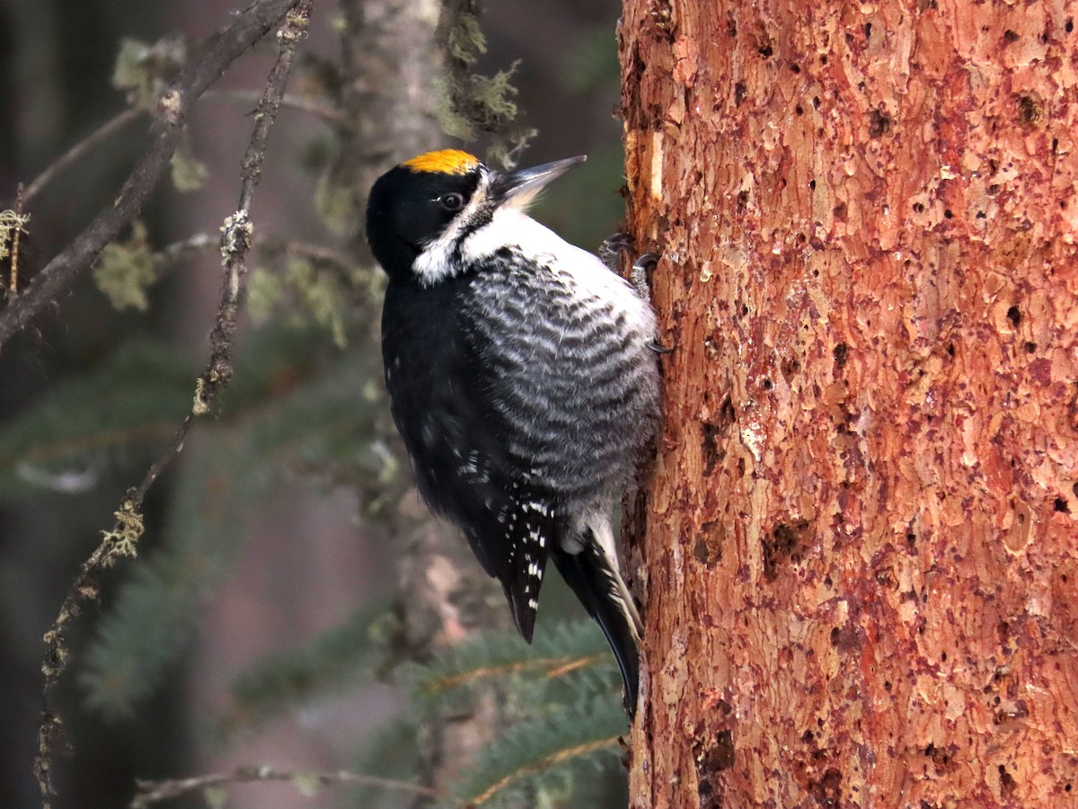 Black-backed Woodpecker - ML551766991