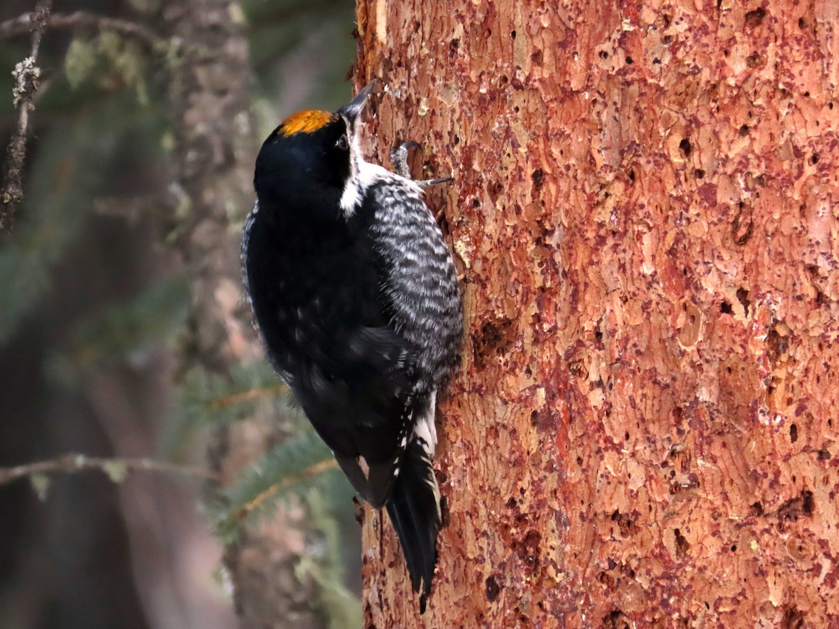 Black-backed Woodpecker - ML551767001