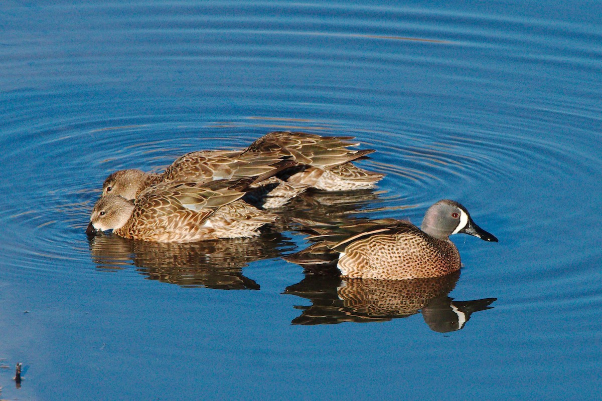 Blue-winged Teal - Quentin Nolan