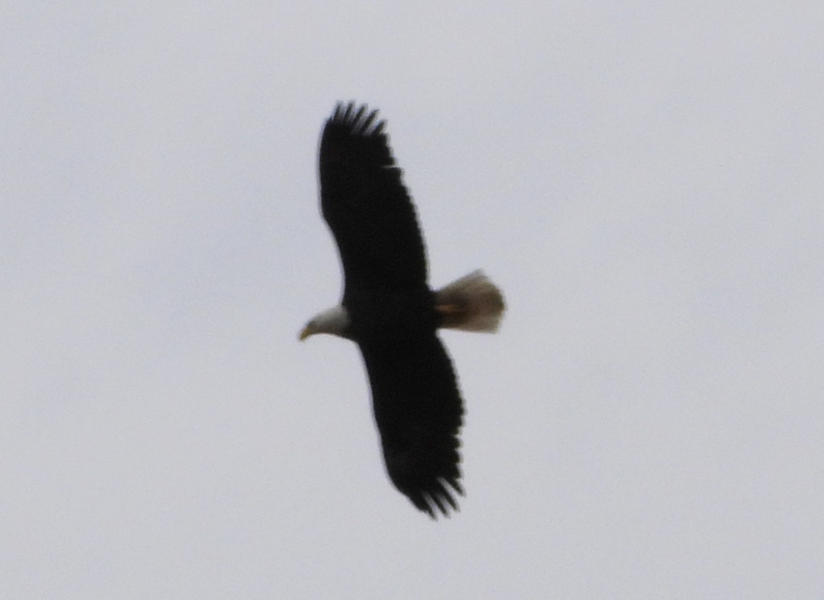 Bald Eagle - ML551767391