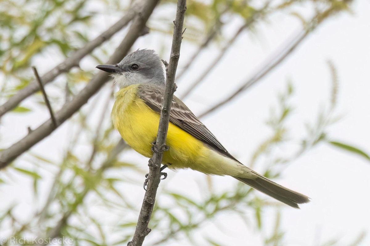 Couch's Kingbird - Rich Kostecke