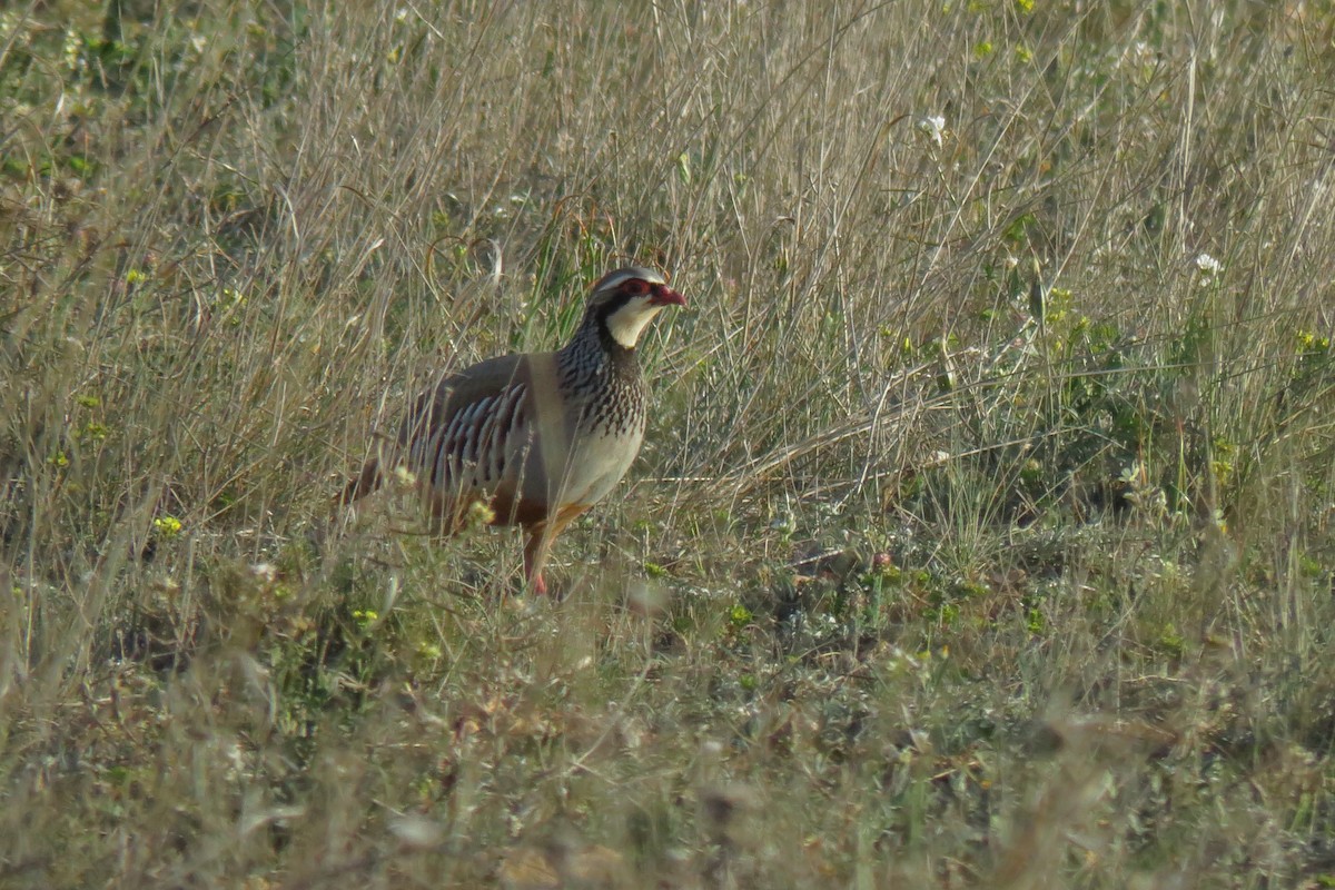 Red-legged Partridge - ML551769151