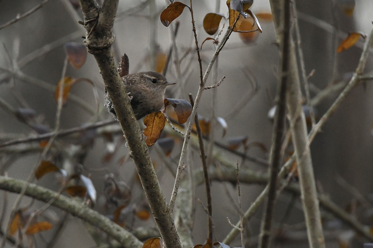 Winter Wren - ML551769371