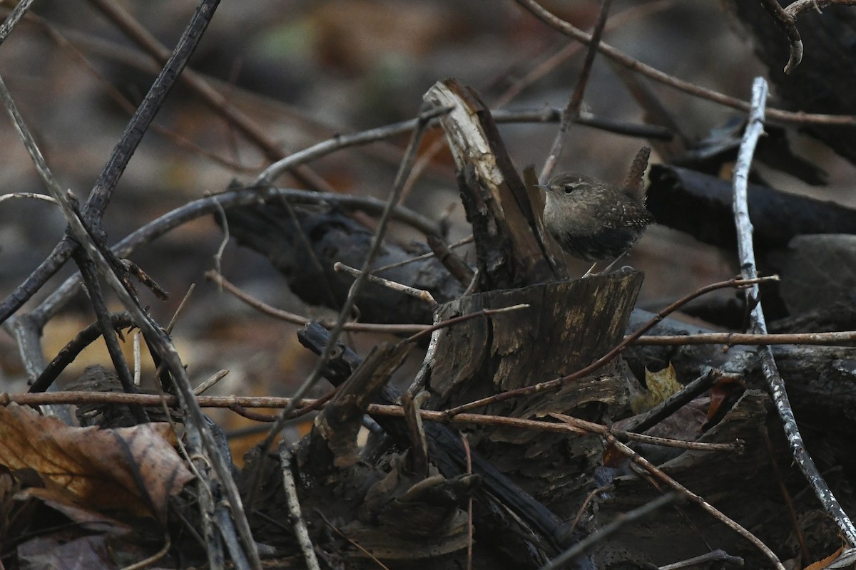 Winter Wren - Julien Amsellem