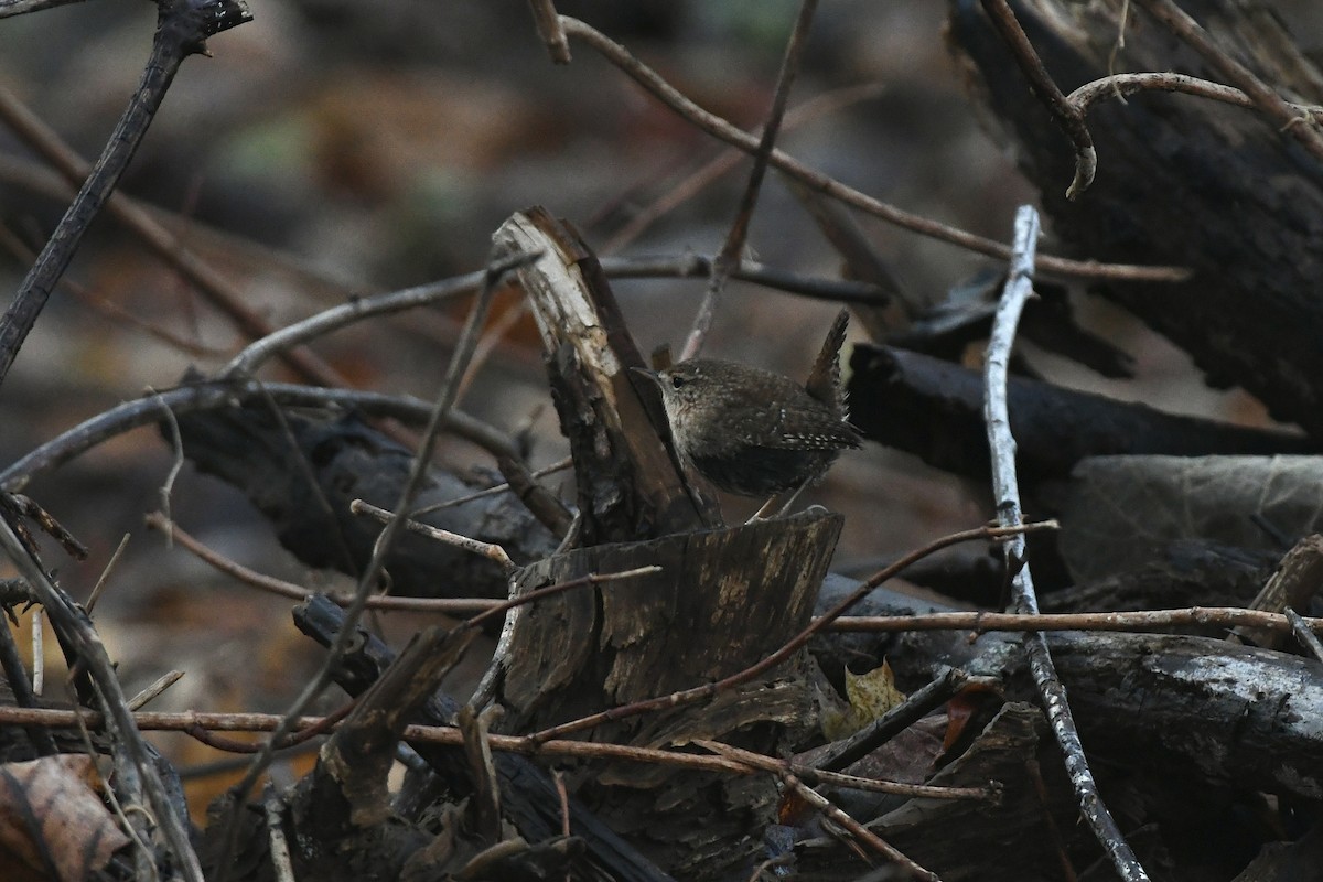 Winter Wren - ML551769401