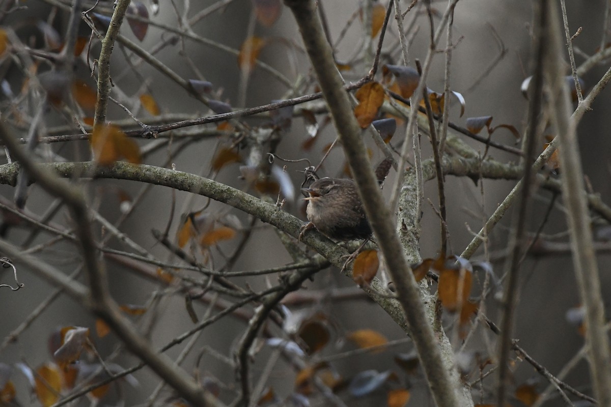 Winter Wren - ML551769411