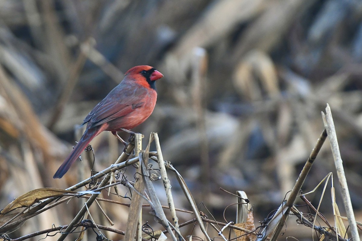 Northern Cardinal - ML551769661