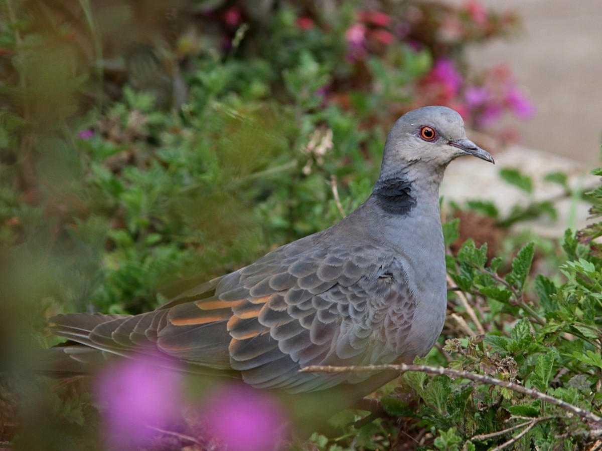 Dusky Turtle-Dove - ML551769831