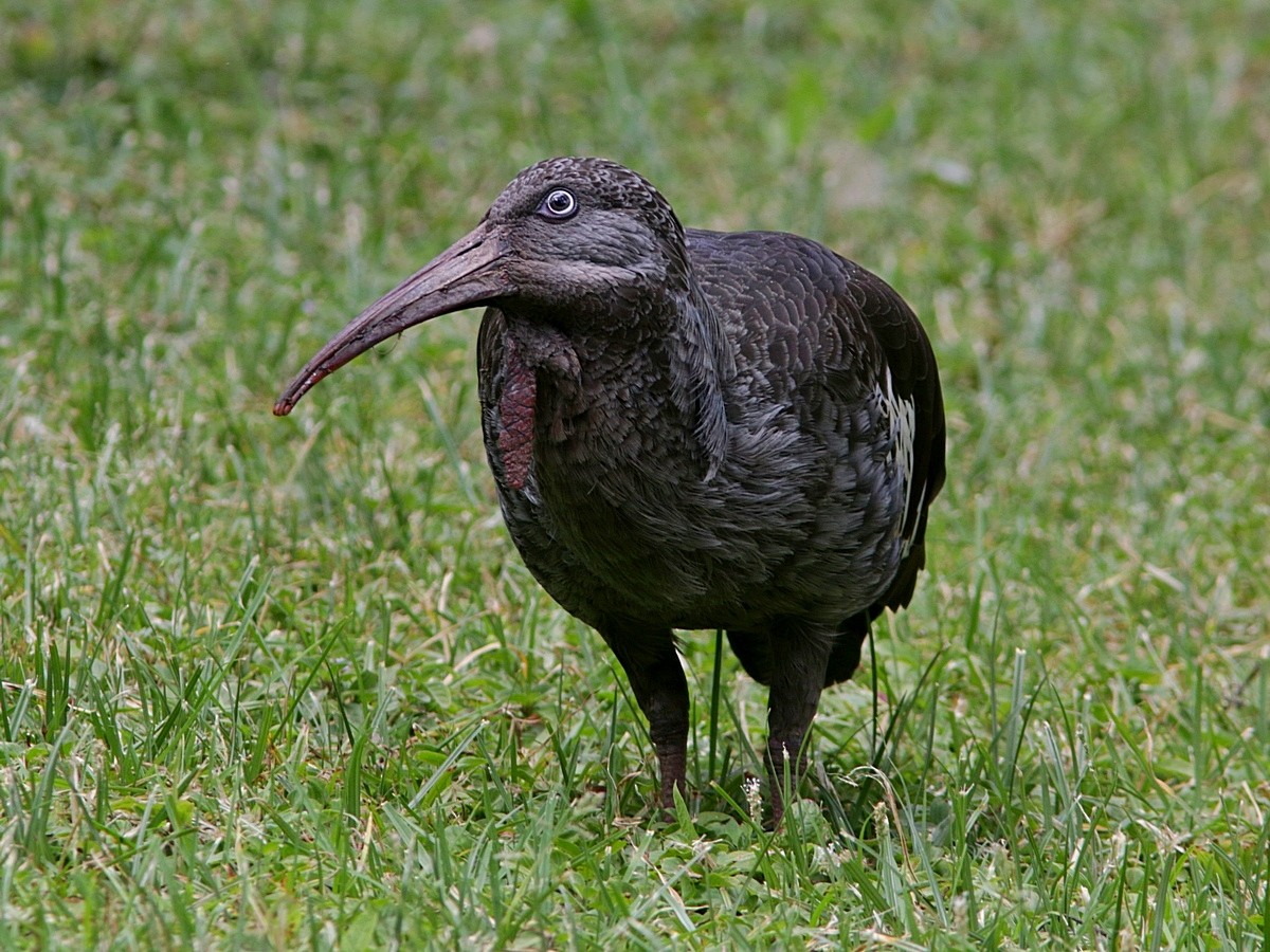 ibis etiopský - ML551770171